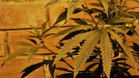 Extra warm light of live marijuana leaves Stock Photos