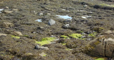 Extra wide shot of bladder whack seaweed on rocks and stones at Longhoughton Stock Footage 294790293