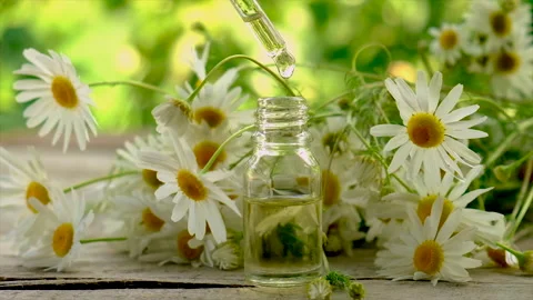 Extract and tincture of chamomile in a small bottle. Selective focus. Stock Footage 159236056