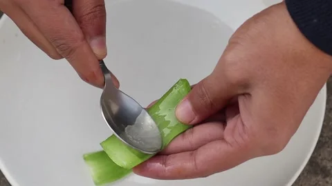 Extract the gel from aloe vera leaf Stock Footage 145198480