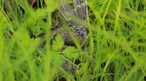 Extracted bird in the grass. Found dog. Stock Footage 67392446