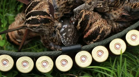 Extracted bird hunting snipe in the hands of a hunter. Vídeos de archivo 66522101
