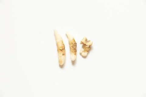 Extracted cat teeth with plaque - veterinary dentistry and oral hygiene probl Stock Photos