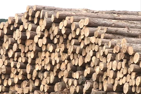 Extracted Pine Forest SD-05 Video stock 37668658