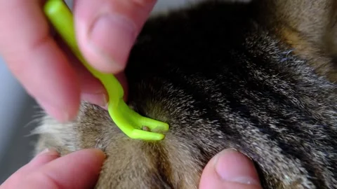 The extracted tick on the cat's tick removal tool Stock Footage 330306622