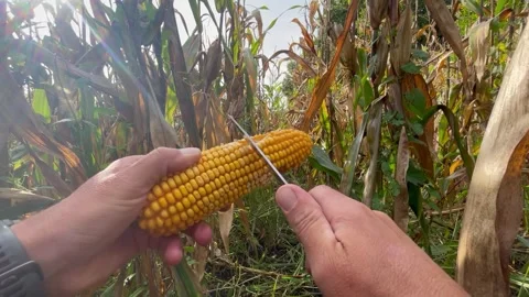 Extracting corn kernels with a knife Video stock 252354894