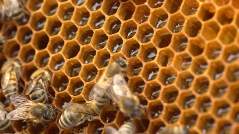 Extracting Honey. Worker bees on honeycombs macro Video stock 123061804