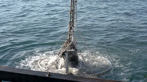 Extracting mussels from the rope Stock Footage 171084001