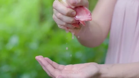 Extracting Oil From a Flower Stock Footage 248803184