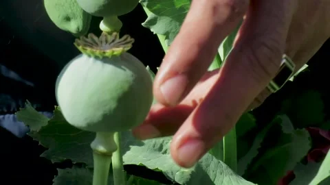 Extracting opium from a poppy capsule Stock Footage