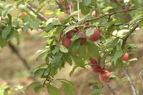 Extracting Plums fruit of the tree SD-04 Video stock 37478424