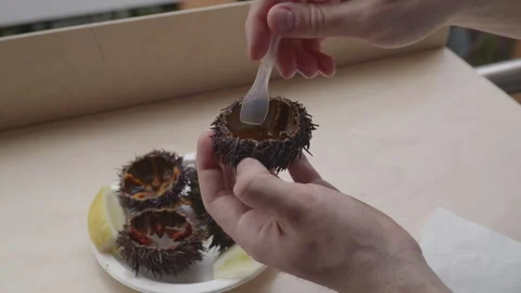 Extracting raw sea urchin roe with a spoon close up. Stock Footage 333595539