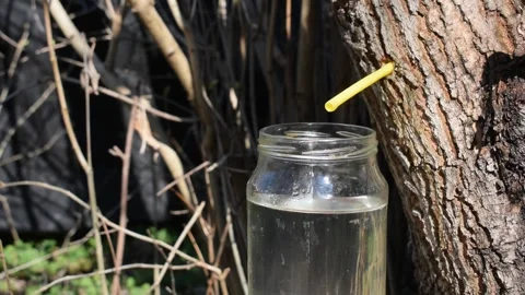 Extracting sap from maple trees in spring. Stock Footage 331590503