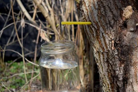 Extracting sap from maple trees in spring. Foto stock