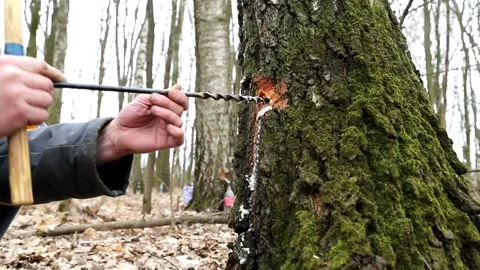 Extraction of birch sap Stock Footage 89194680