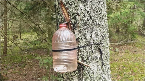 Extraction of birch sap in the forest. Stock Footage 73771271