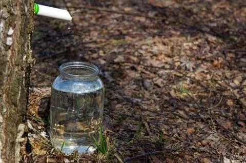 Extraction of birch sap Stock Photos