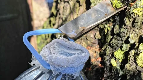 Extraction of birch sap in spring. Birch sap drops close-up Stock Footage 178123208