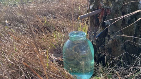 Extraction of birch sap in a spring field Stock Footage 172435643