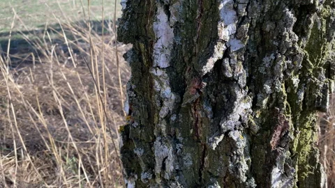 Extraction of birch sap in a spring field Stock Footage 172435681