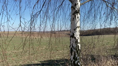 Extraction of birch sap in a spring field Stock Footage 172435718