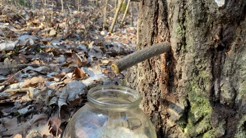 Extraction of birch sap in a spring field Stock Footage 172435746