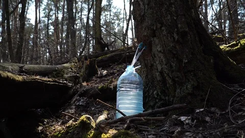 Extraction of birch tree sap. Early spring. 4k. Vídeo Stock 88446160