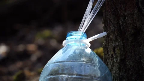 Extraction of birch tree sap. Early spring. 4k. Stock Footage 88446176