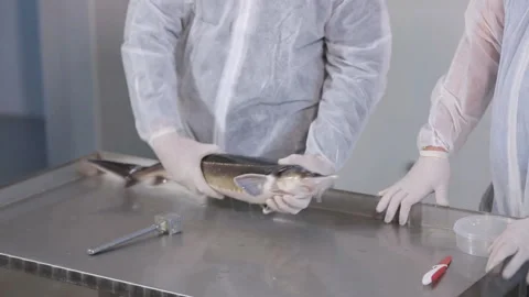 Extraction of black caviar from fish Stock Footage 116663877