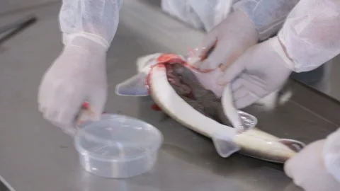 Extraction of black caviar from fish Stock Footage 116664014