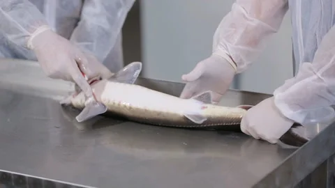 Extraction of black caviar from fish Stock Footage 116665603