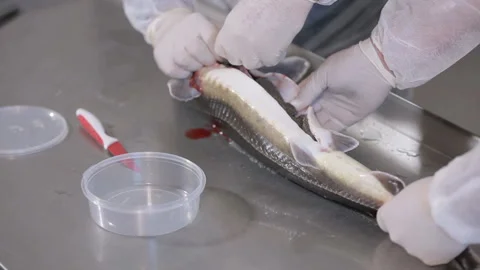Extraction of black caviar from fish Stock Footage 116665744