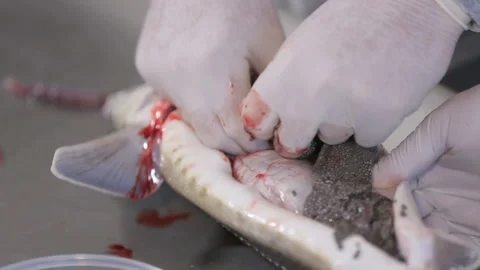 Extraction of black caviar from fish Stock Footage 116666091