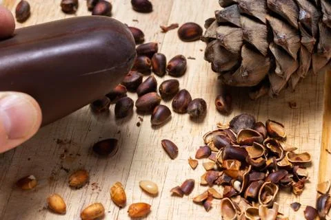 Extraction of kernels of cedar nuts from the shell Stock Photos