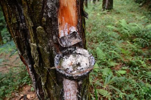 Extraction of natural resin from pine tree trunks Stock Photos