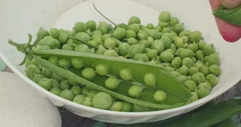 Extraction of peas from the pod, which are collected in a container Video stock 230242391