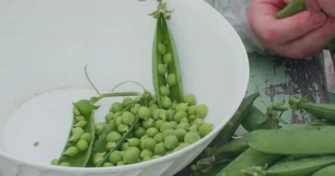 Extraction of peas from the pod, which are collected in a container Vídeo Stock 230242651