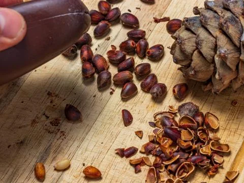 Extraction of pine nuts from the shell Stock Photos