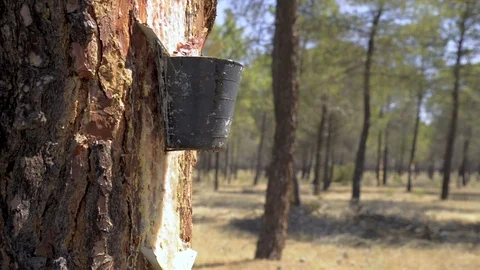 Extraction of resin in a pine forest. Stock Footage 77934284