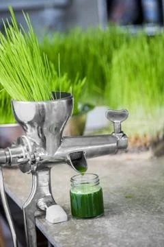 Extraction of Wheatgrass in Action on the Kitchen Countertop using a Manual J Stock Photos