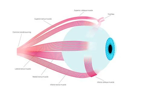 Extraocular muscles anatomy Stock Illustration