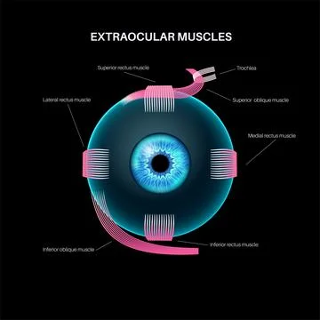 Extraocular muscles anatomy Stock Illustration