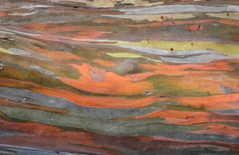 Extraordinary colored bark of Eucalyptus deglupta Stock Photos