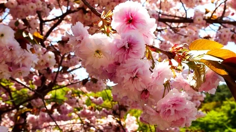 Extraordinary king cherry blossom: Stockbeeldmateriaal 80149333