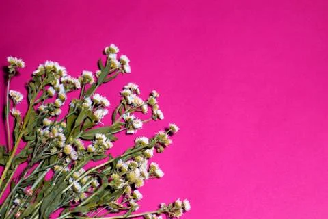 The extraordinary small field daisies composition on a neon pink background Stock Photos