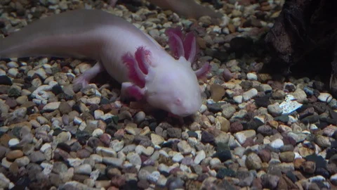 Extraordinary water creature, Axolotl, Stock Video Pond5