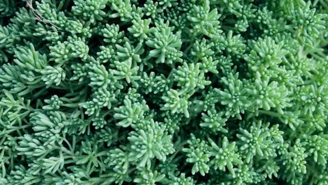 Extraterrestrial 库存照片