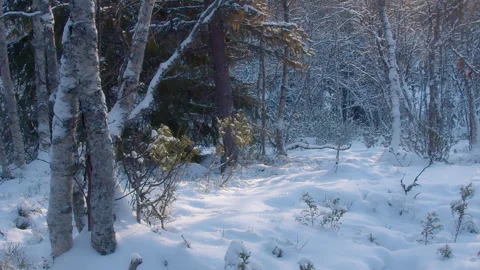 Extreamly calm winter forest 스톡 동영상 169992564