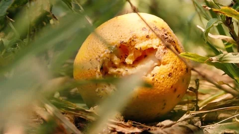 Extreem closeup Stock Footage 171768287