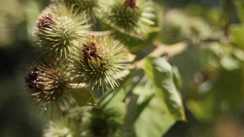 Extrem Close up of a thistle with a sharpness relocation Stock Footage 93929655